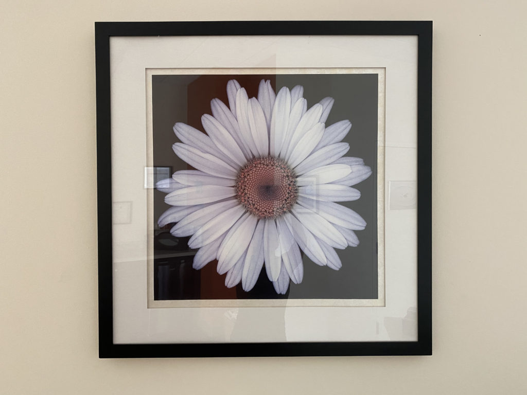 framed picture of daisy